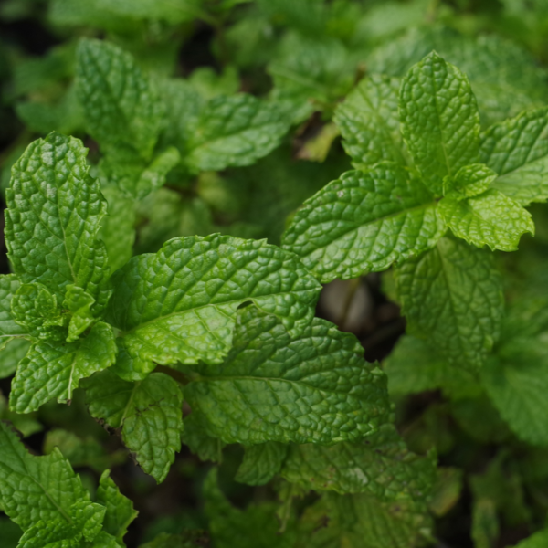 Hair Potion Oil - Image 3